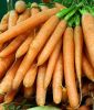 Mhren "Gonsenheimer Treib" - Daucus carota ssp. sativus