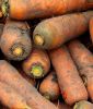 Mhren "Lange rote Stumpfe ohne Herz 2" - Daucus carota ssp. sativus