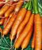 Mhren "Nantaise 2" - Daucus carota ssp. sativus