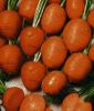 Mhren "Pariser Markt 5" - Daucus carota ssp. sativus