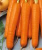 Mhren "Flyaway F1" - Daucus carota ssp. sativus
