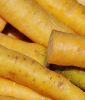 Futter-Mhren "Jaune du Doubs" - Daucus carota