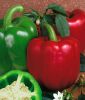 Paprika "California Wonder" - Capsicum annuum