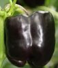 Paprika "Beluga Purple F1" - Capsicum annuum