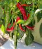 Peperoni (Pfeffer-Paprika) "De Cayenne" - Capsicum frutescens