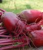 Rote Rbe "Forono" - Beta vulgaris var. vulgaris