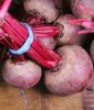 Rote Rbe "Rote Kugel 2" - Beta vulgaris var. vulgaris