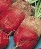 Futterrbe "Eckdorot" - Beta vulgaris var. rapacea