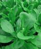 Feldsalat "Verte de Cambrai" - Valerianella locusta