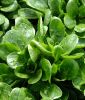 Feldsalat "Vit" - Valerianella locusta