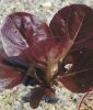 Feldsalat / Romanasalat "Ovired" - Lactuca sativa