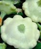 Patisson-Krbis / Squash "Custard White (Ufo)" - Cucurbita pepo