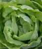 Kopfsalat "Mona" - Lactuca sativa var. capitata