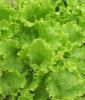 Pflcksalat 