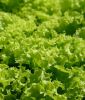 Pflcksalat 