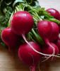 Radies "Cherry Belle" -  Raphanus sativus var. sativus