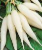 Radies "Eiszapfen, Spezialzucht" - Raphanus sativus var. sativus