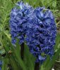 Hyacinthus orientalis "Blue Jacket"