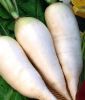 Rettich "Ovale blanc de Munich" ("Mnchner Bier") Raphanus sativus var. niger