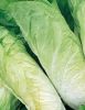 Zichoriensalat "Zuckerhut" - Cichorium intybus var. foliosum