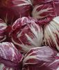 Radicchio "Palla Rossa" - Cichorium intybus