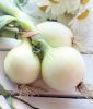 Speisezwiebel "Weie Knigin / Barletta" - Allium cepa