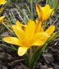 Wildkrokus Crocus angustifolius - Goldlack-Krokus