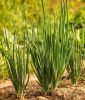Lauchzwiebel "Winterhecke Freddy" - Allium fistulosum