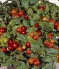 Cocktailtomate "Benarys Gartenfreude" - Solanum lycopersicum