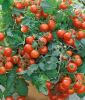 Busch-Cocktailtomate "Red Robin" - Solanum lycopersicum