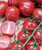 Cocktailtomate 
