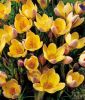 Wildkrokus Crocus chrysanthus "Advance" - Balkan-Krokus
