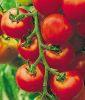Stabtomate 