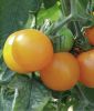 Stabtomate 