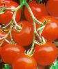 Stabtomate 