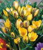 Wildkrokus Crocus chrysanthus 