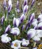 Wildkrokus Crocus chrysanthus 