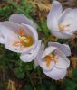 Crocus pulchellus "Zephyr" - Rosen-Herbstkrokus