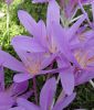 Colchicum pannonicum - Herbstzeitlose