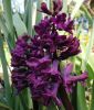 Hyacinthus orientalis "Woodstock"