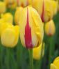 Einfachblhende spte Tulpe World Expression