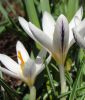 Wildkrokus Crocus versicolor 