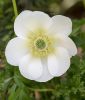 Anemone coronaria 