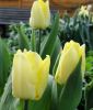 Einfachblhende, frhe Tulpe Sunny Prince