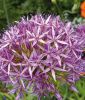 Allium 
