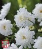 Cosmos bipinnatus "Double Click Snow Puff" - Schmuckkrbchen