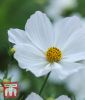 Cosmos bipinnatus "Reinheit" - Schmuckkrbchen