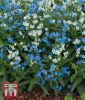Cynoglossum amabile 