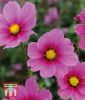 Cosmos bipinnatus "Versailles Tetra" - Schmuckkrbchen