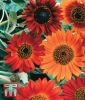 Helianthus annuus "Earth Walker" - Sonnenblume